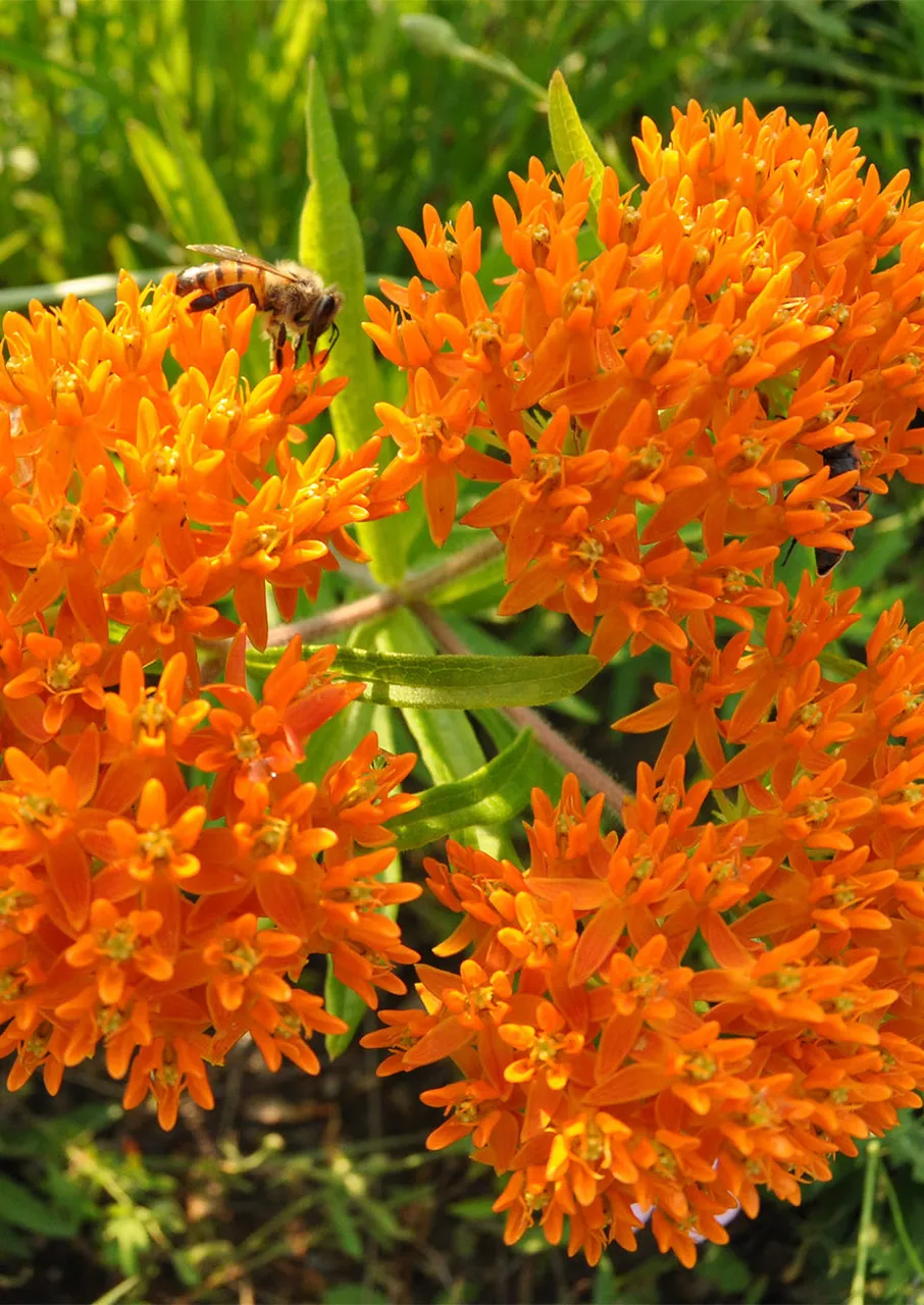 Butterfly Weed Seed Pkt 400mg, Asclepias tuberosa