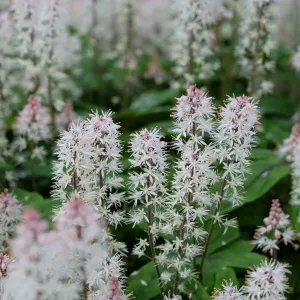 Tiarella 'Spring Symphony' 9cm / 2L