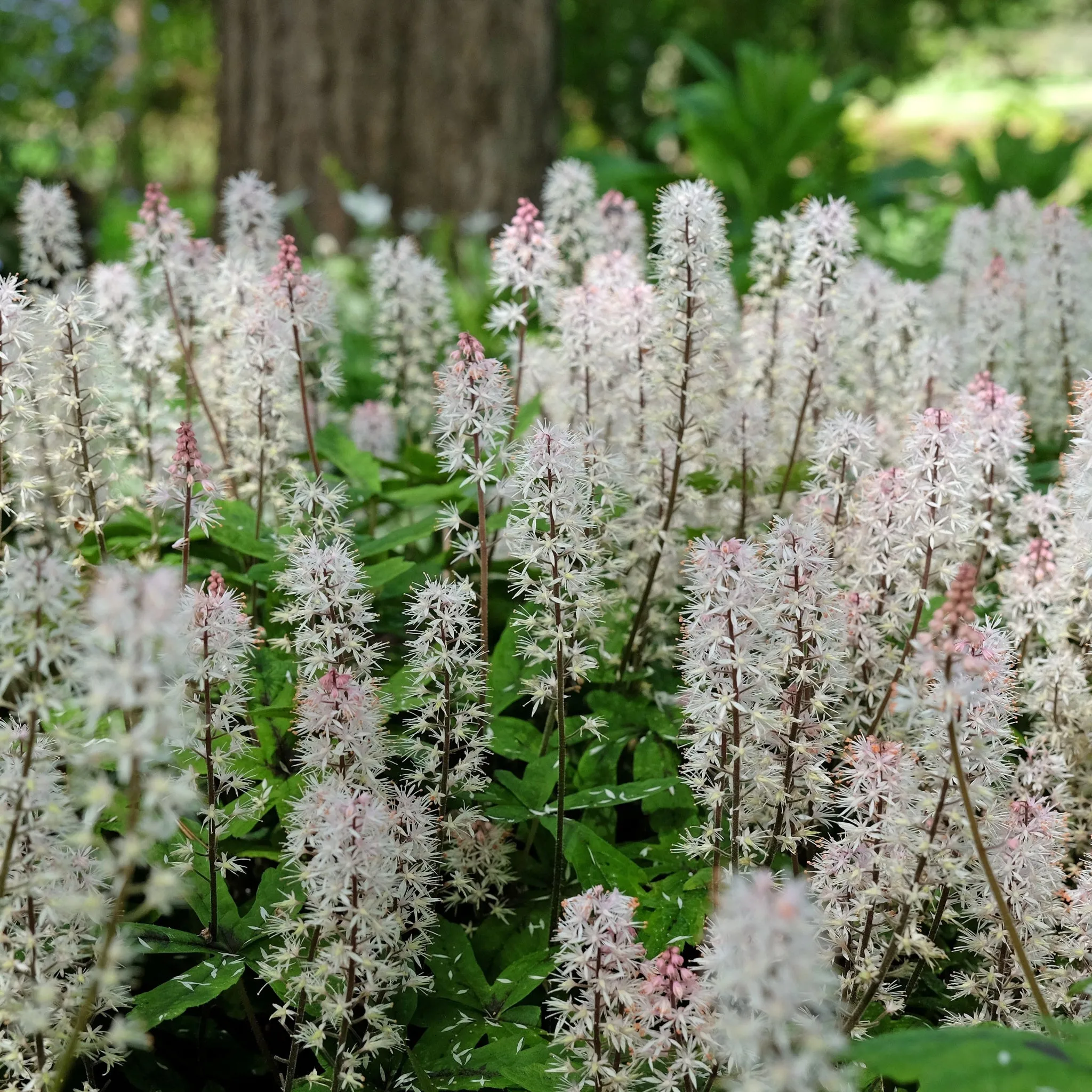 Tiarella 'Spring Symphony' 9cm / 2L