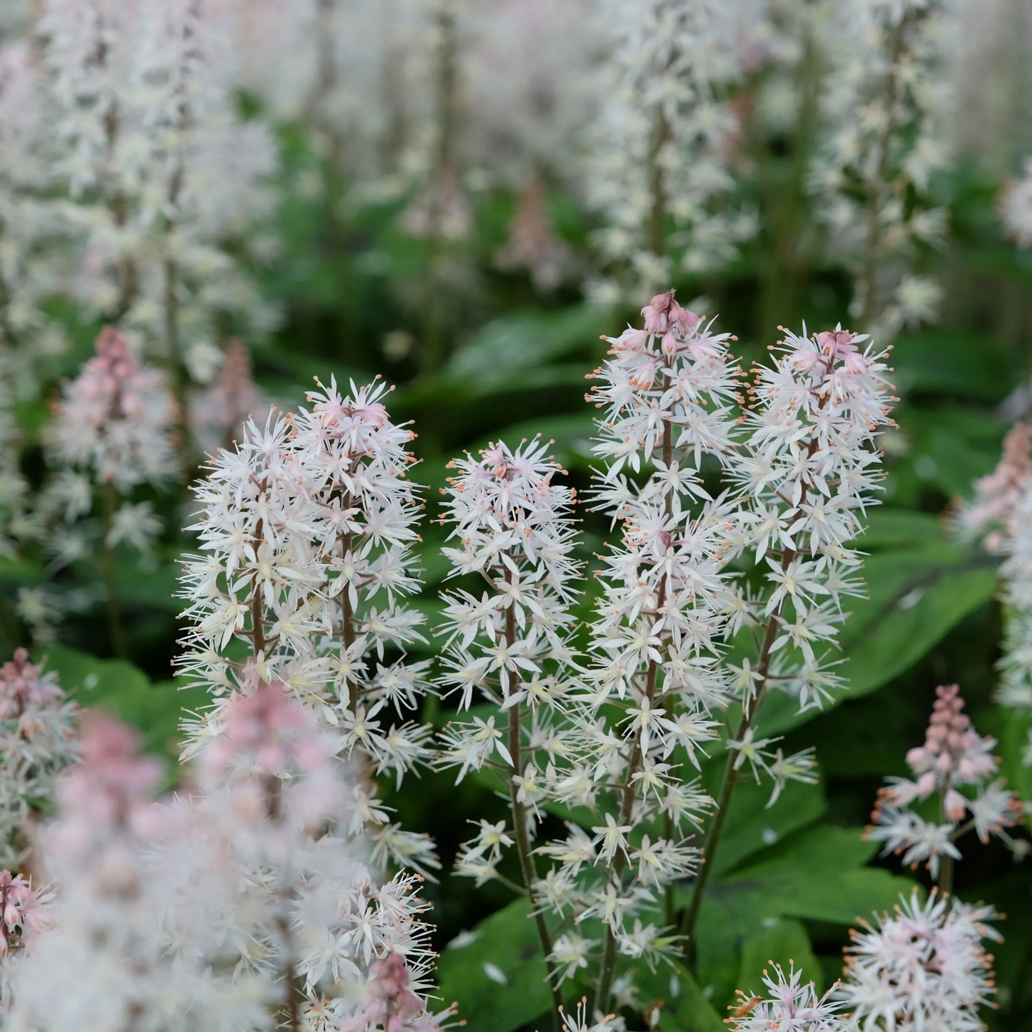 Tiarella 'Spring Symphony' 9cm / 2L